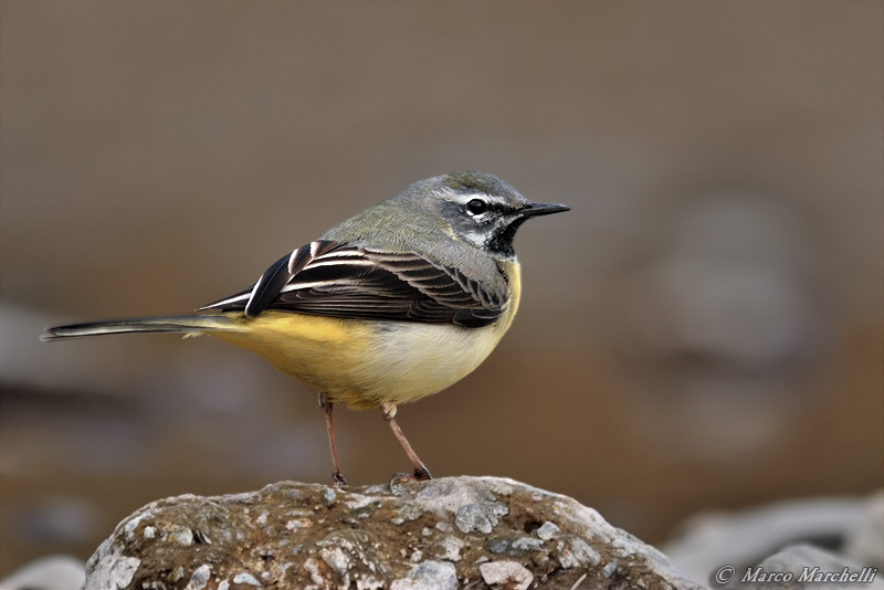 Motacillidi: Ballerina bianca, gialla e cutrettole